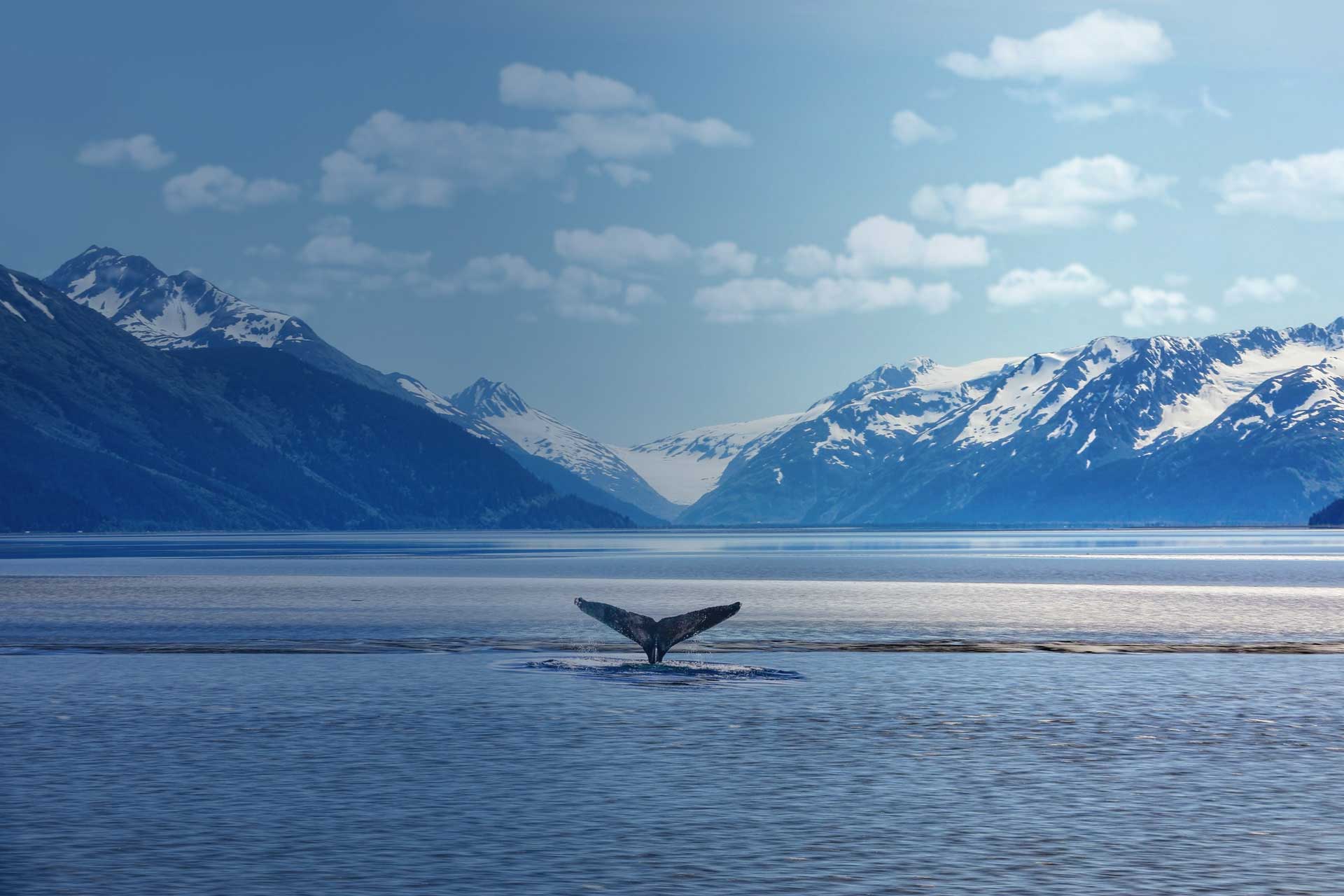 Whale tail sticking out of water in Alaskan ocean