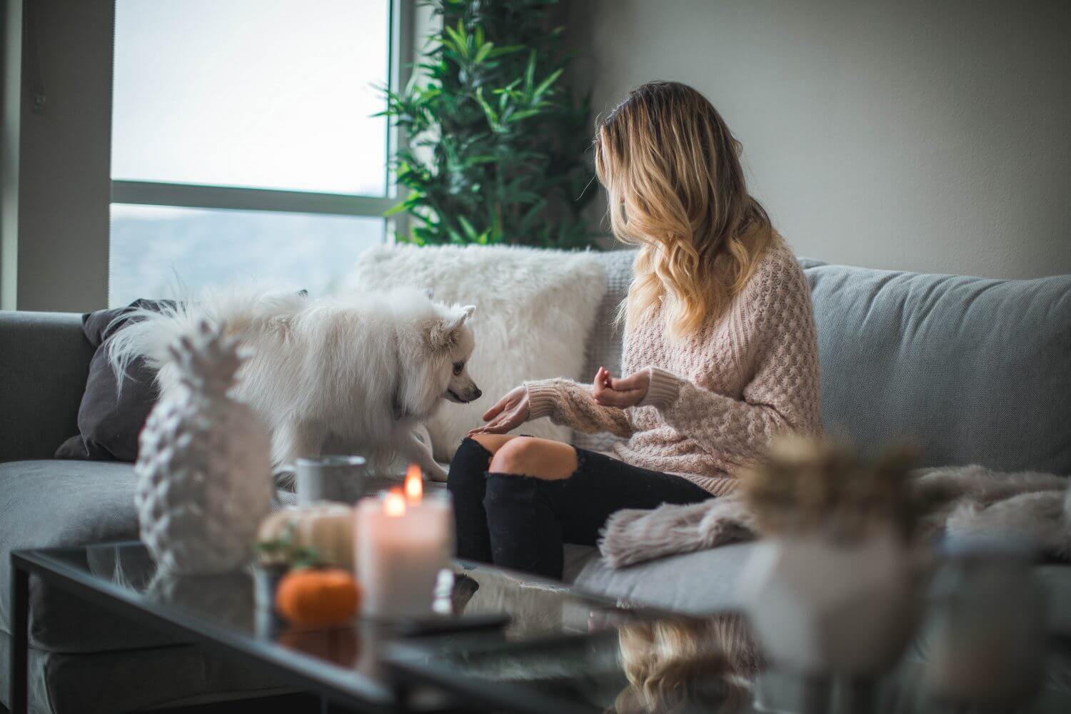 Woman sitting on couch training small white dog Woman sitting on couch training small white dog