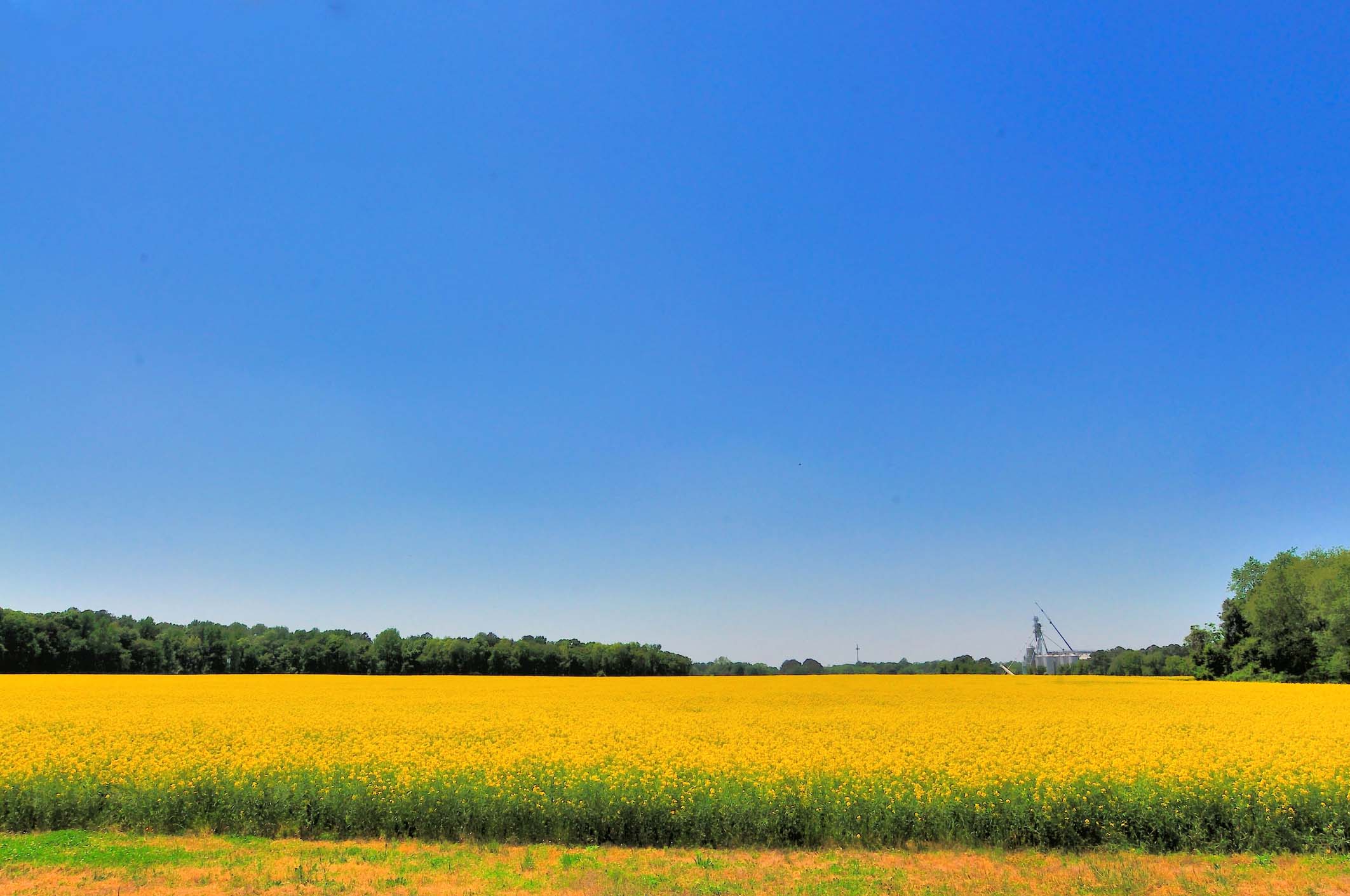 Field of yellow flowers