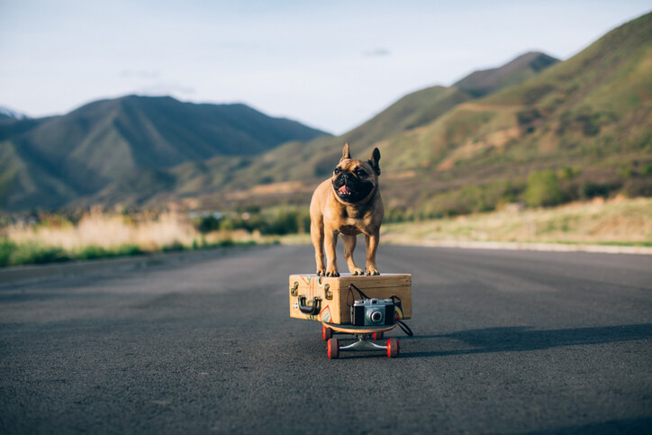 french bulldog on suitcase and skateboard french bulldog on suitcase and skateboard