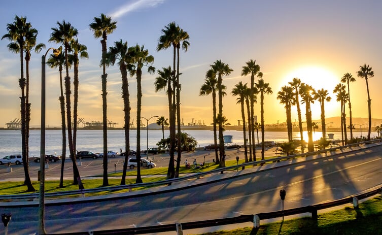 Palm trees in Long Beach at sunset Palm trees in Long Beach at sunset
