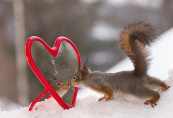Squirrel gazing at itself in heart shaped mirror Squirrel gazing at itself in heart shaped mirror