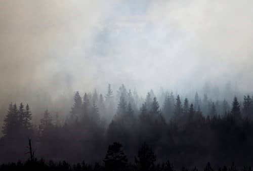 top of forest trees in a haze of grey wildfire smoke top of forest trees in a haze of grey wildfire smoke