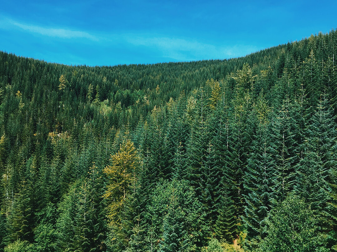 Forest of trees in mountains of Washington state Forest of trees in mountains of Washington state