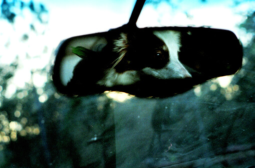 Dog's eyes seen in rear view of traveling car Dog's eyes seen in rear view of traveling car