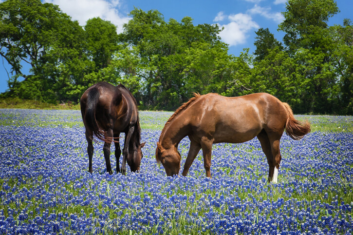 Horses in field of bluebonnets Horses in field of bluebonnets