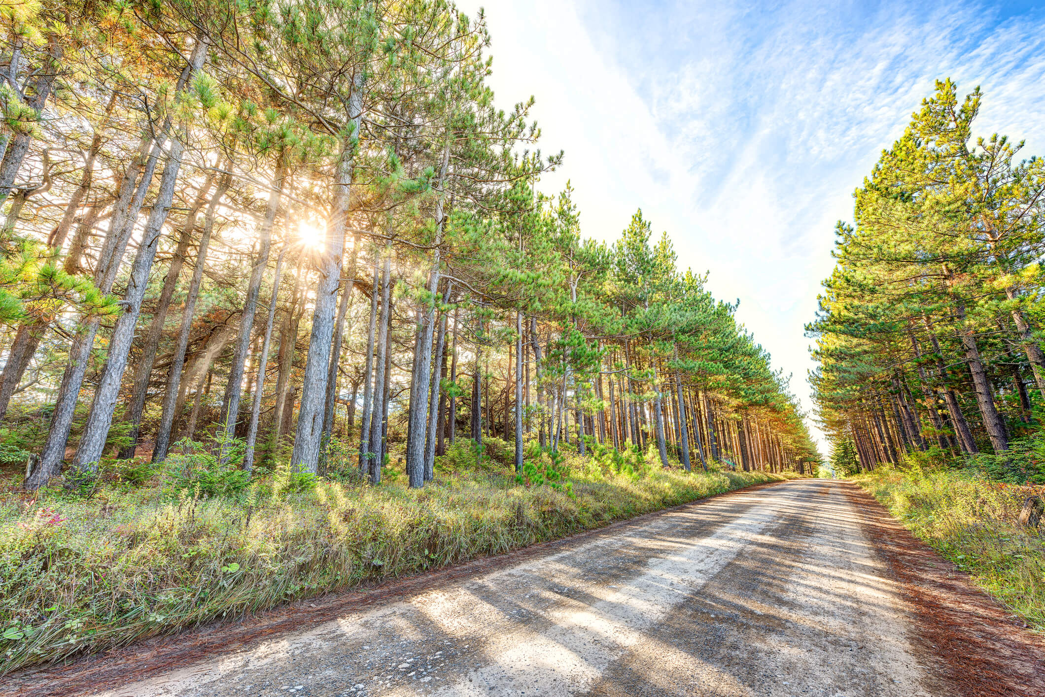Rural road with towering trees alongside Rural road with towering trees alongside